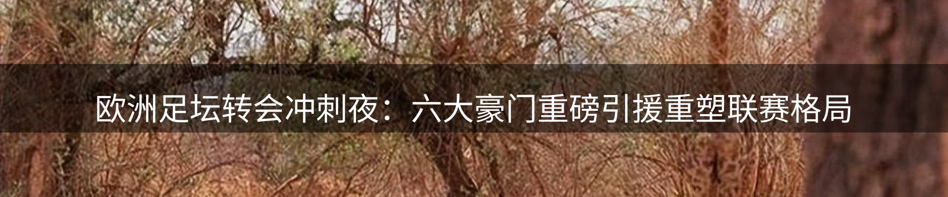 品牌资讯